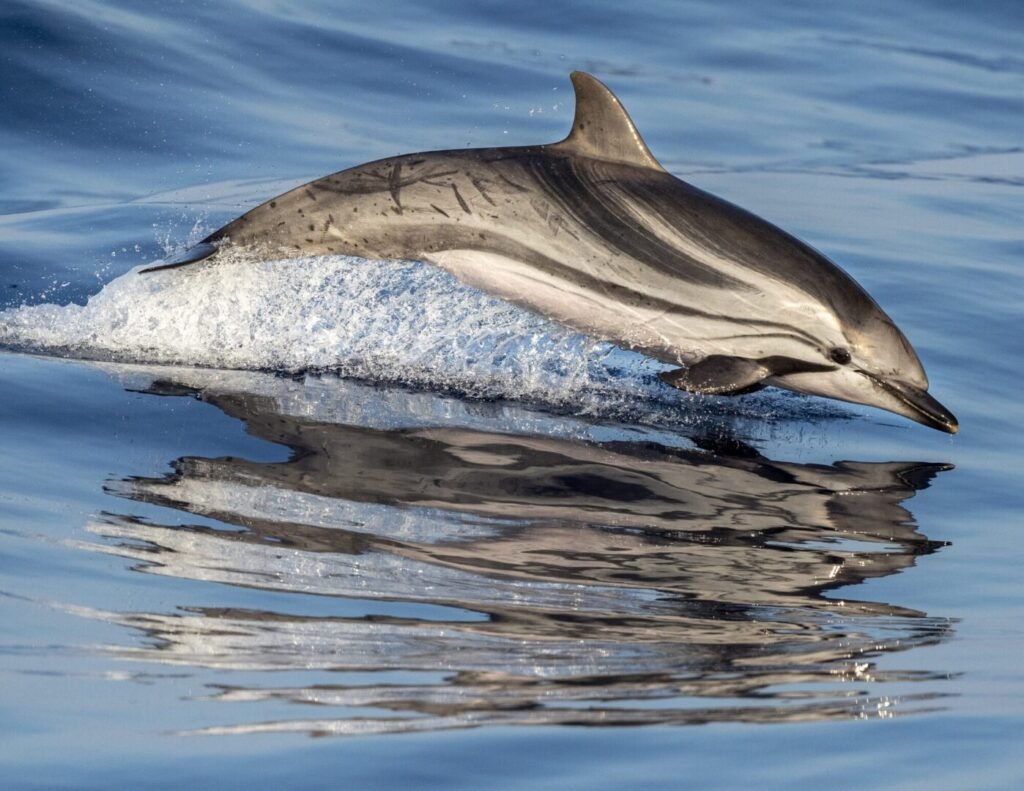 Stenella striata (Stenella coeruleoalba) nel Mar Mediterraneo. Immagine concessa da Canva Pro