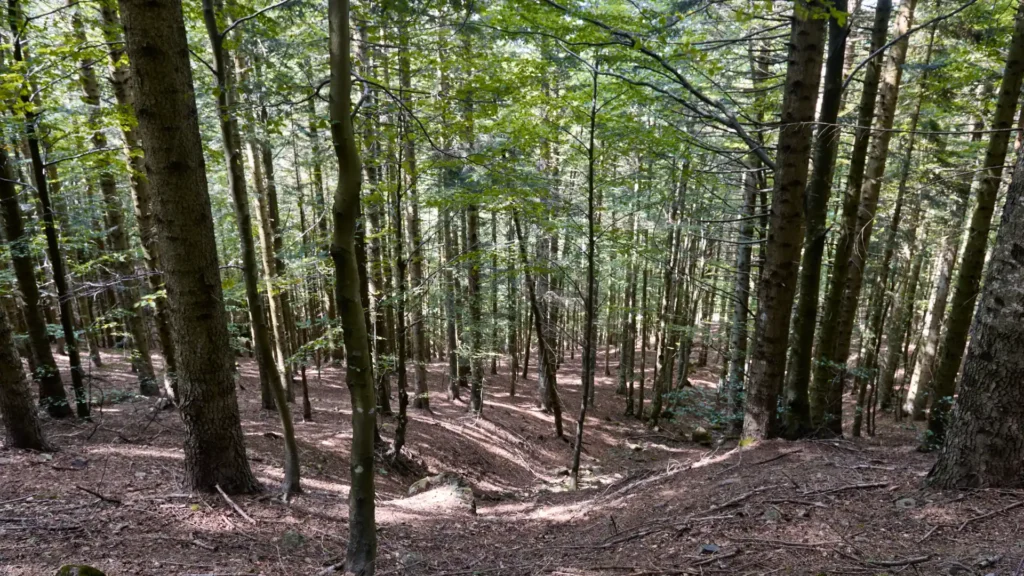 Forest on Monte Penna in Val d’Aveto, Liguria, Italy